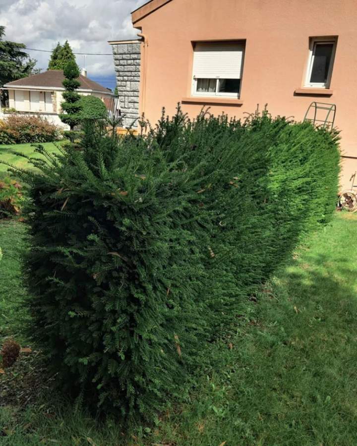 Entretien d'espaces verts à Les Herbiers