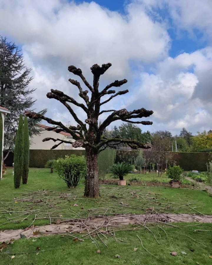 Taille de haies et tontes de pelouse à Les Herbiers