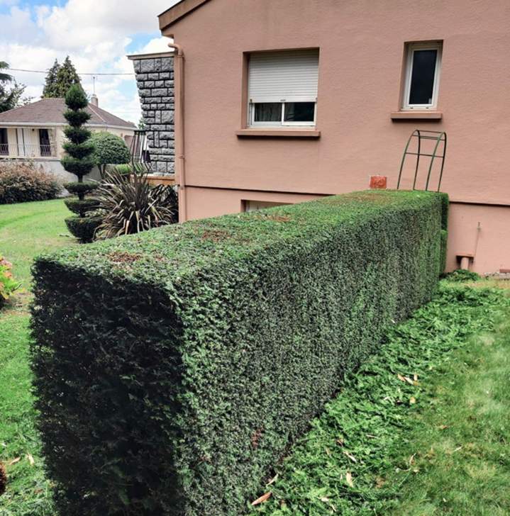 Taille de haies Les Herbiers