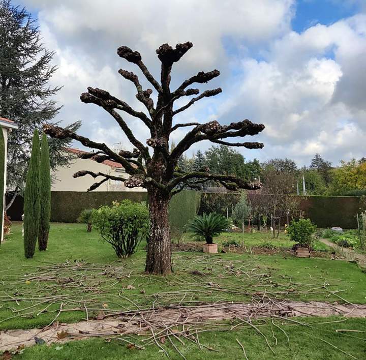 Tonte de pelouse Les Herbiers